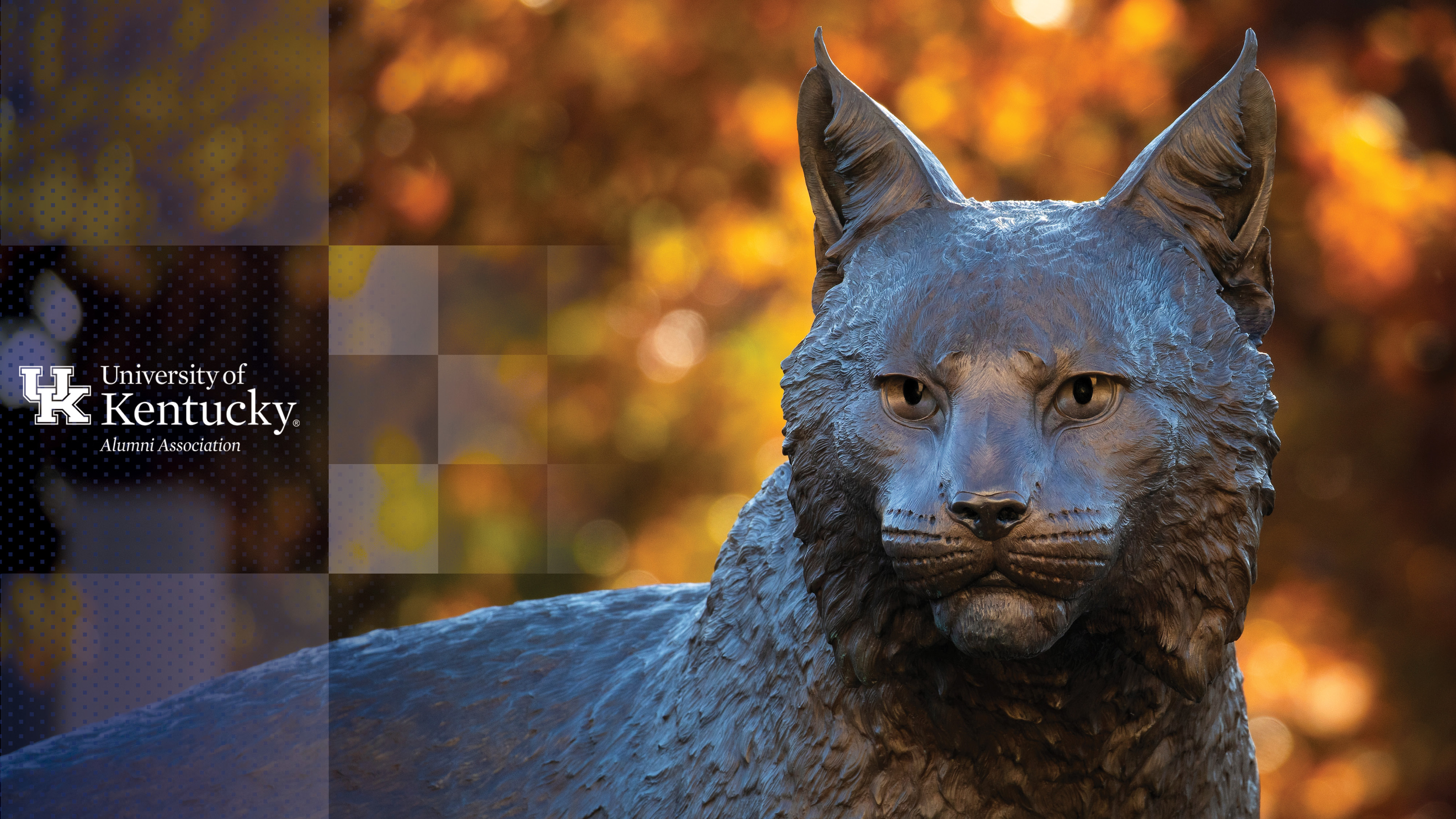 Zoom Backgrounds for Wildcats